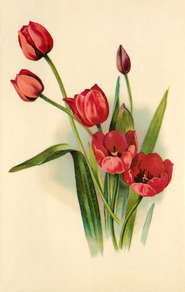 Spring Flowers Illustration