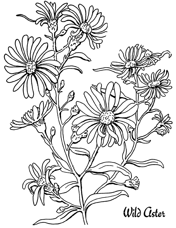 Aster Flower Coloring Page for Adults