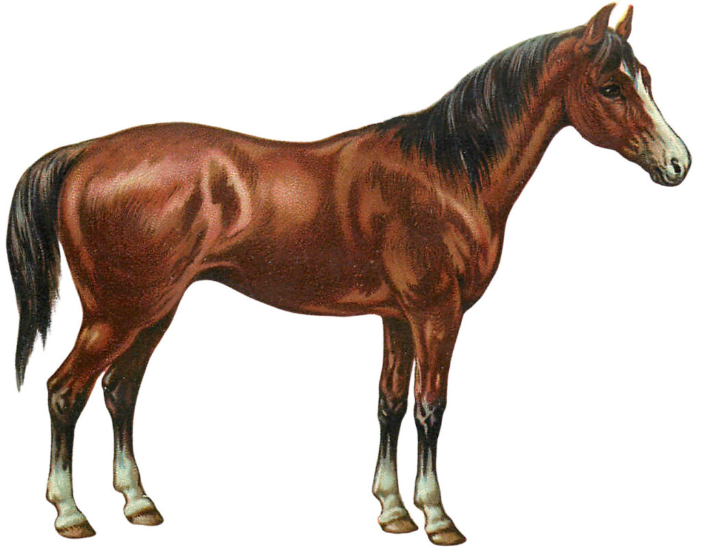 Brown Horse Clipart