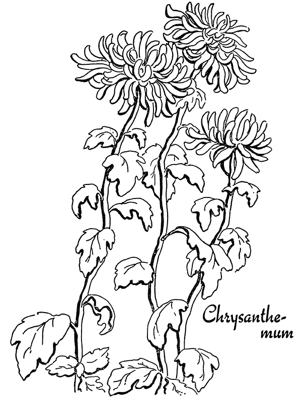 Chrysanthemum Coloring Sheet