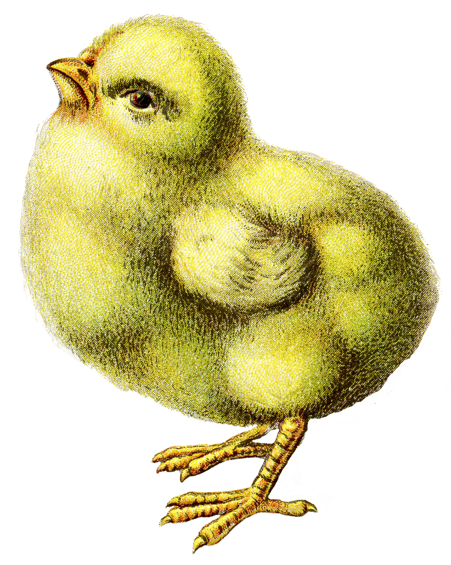 vintage chicken clip art