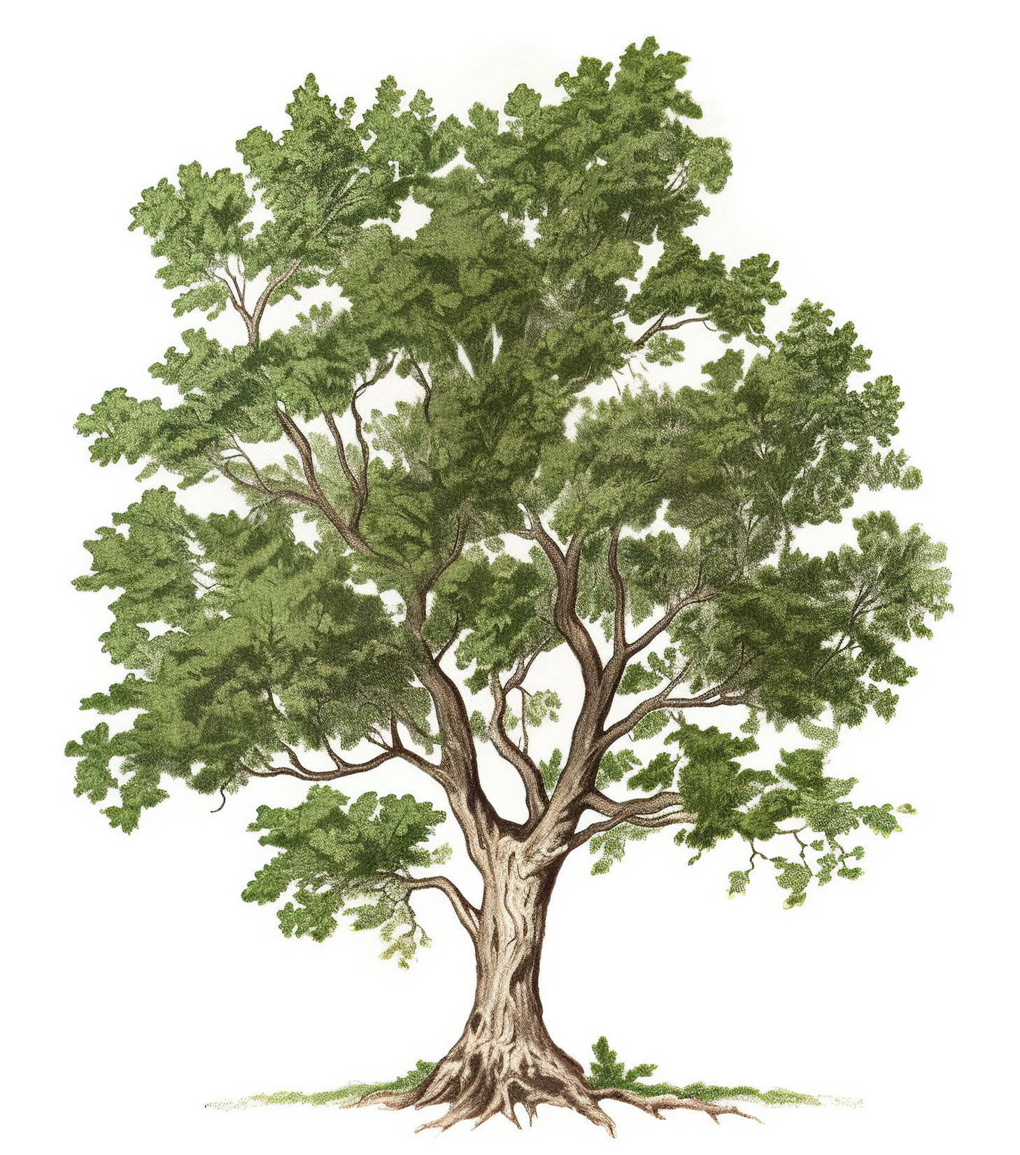 A drawing of towering oak tree with vibrant green leaves on Craiyon