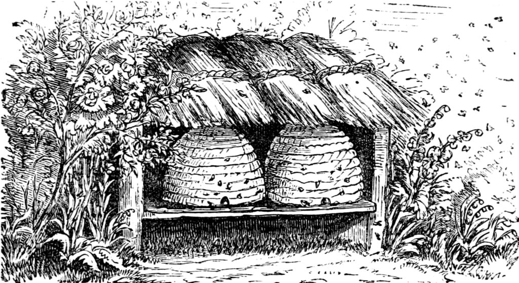 Two Beehives Illustration