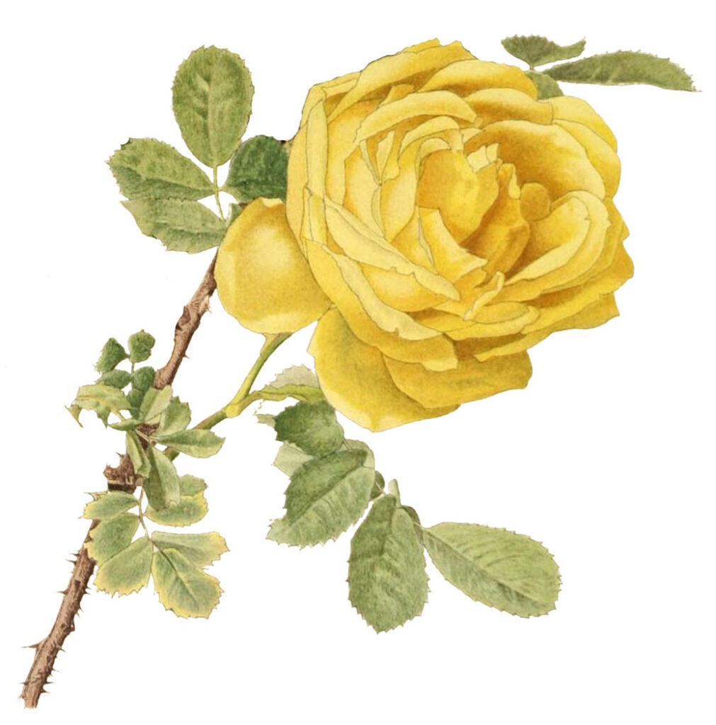 Yellow Rose Clipart