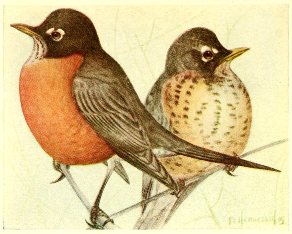 2 Robin Birds Clipart