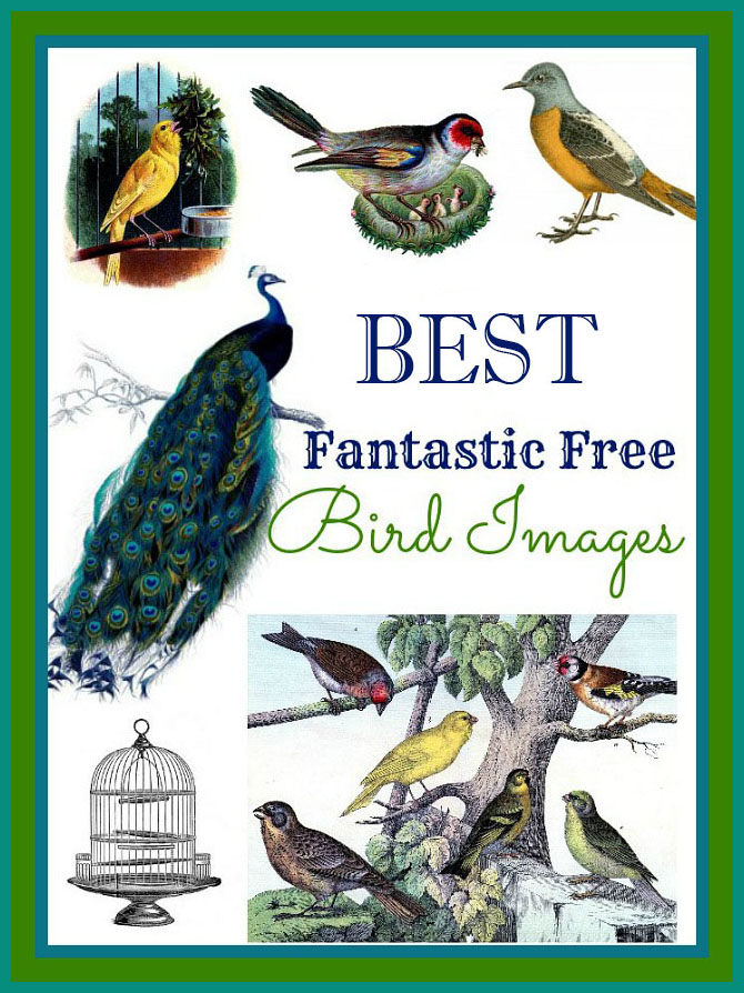 560 Bird Images (Bird Pictures to Print)! - The Graphics Fairy