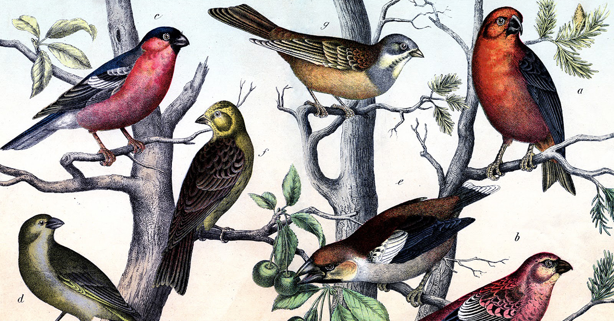 FANTASY Bird Watching Instant Digital Download Vintage Postcard