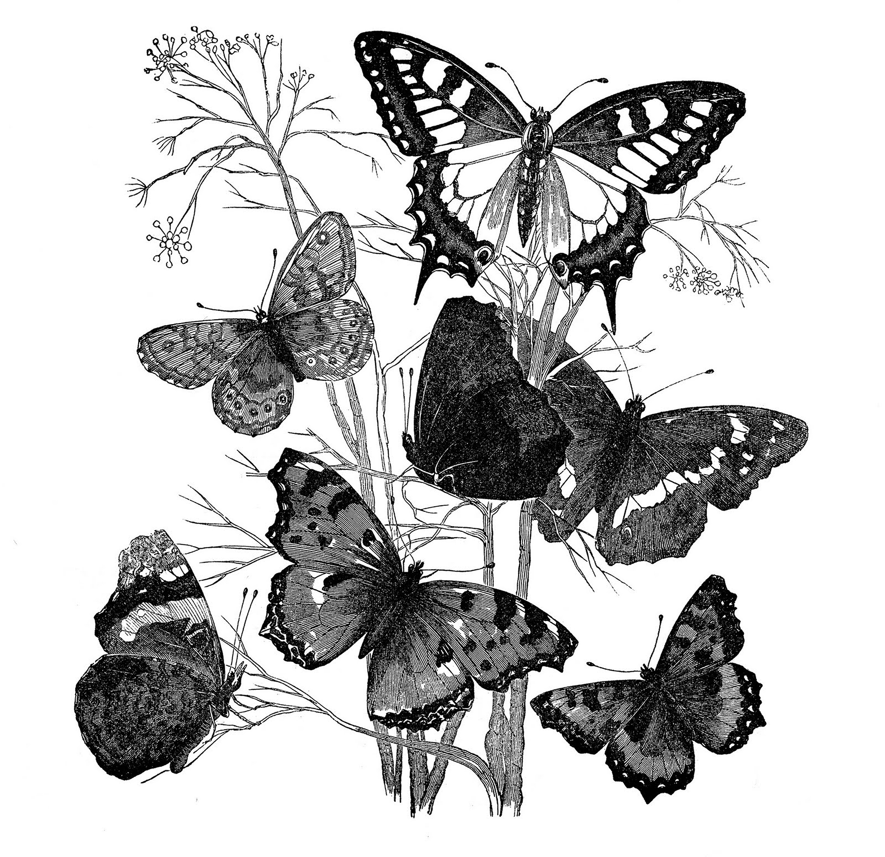 white butterflies clipart