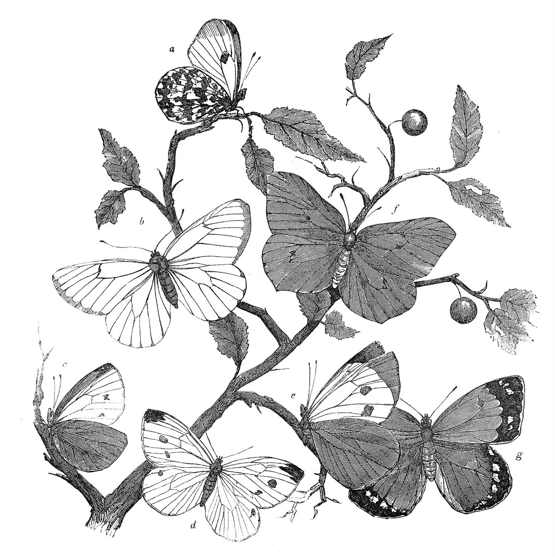 black white butterfly illustration