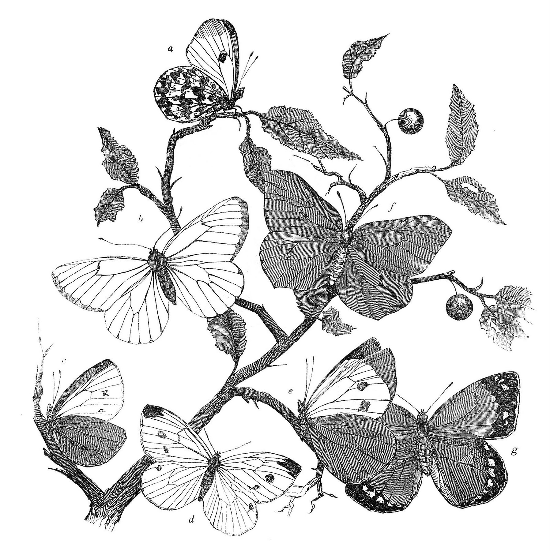 white butterflies clipart