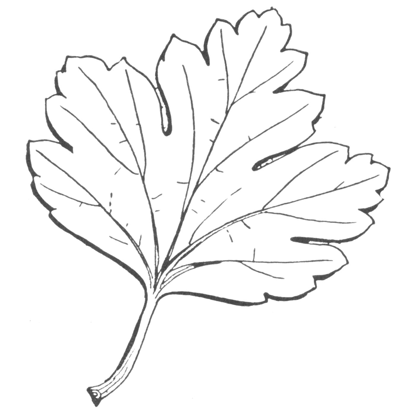 Leaves drawing