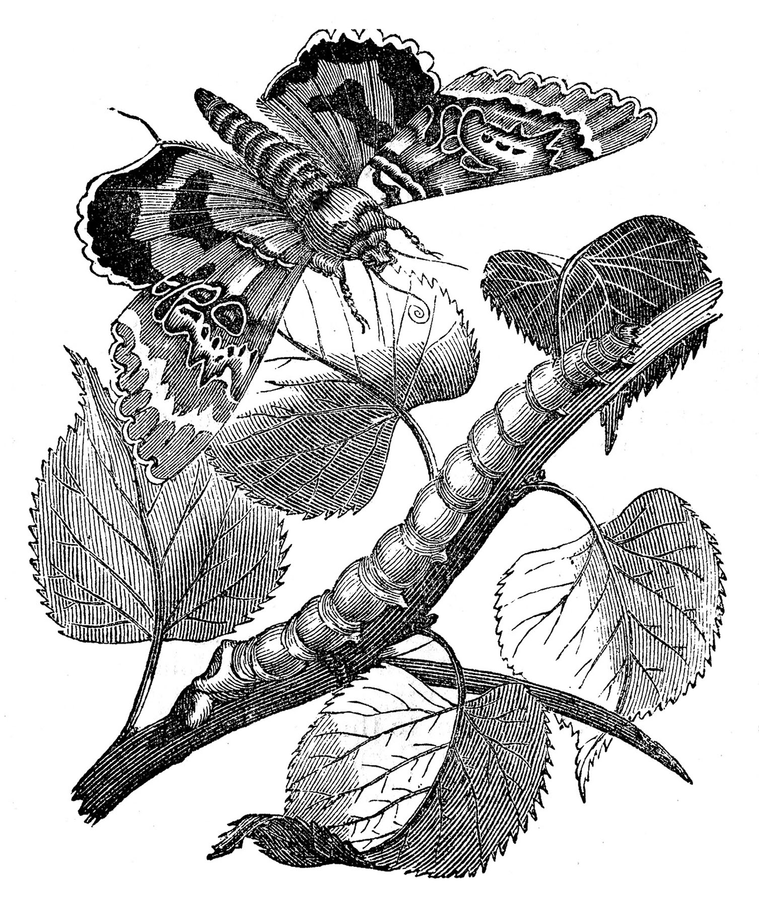 vintage moth caterpillar printable image