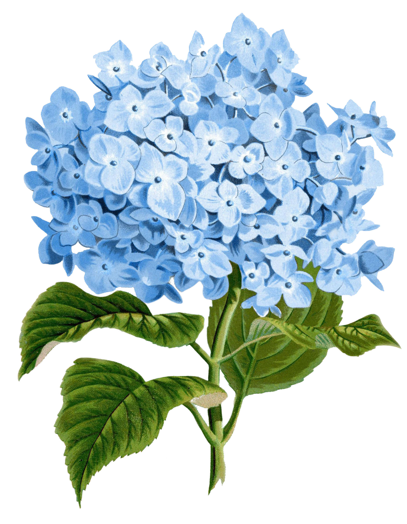 Image of Cluster of blue hydrangeas on a white background