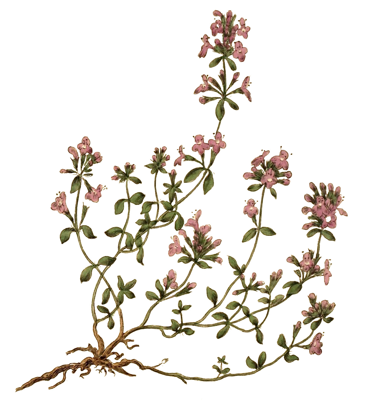 Herb Clipart Thyme