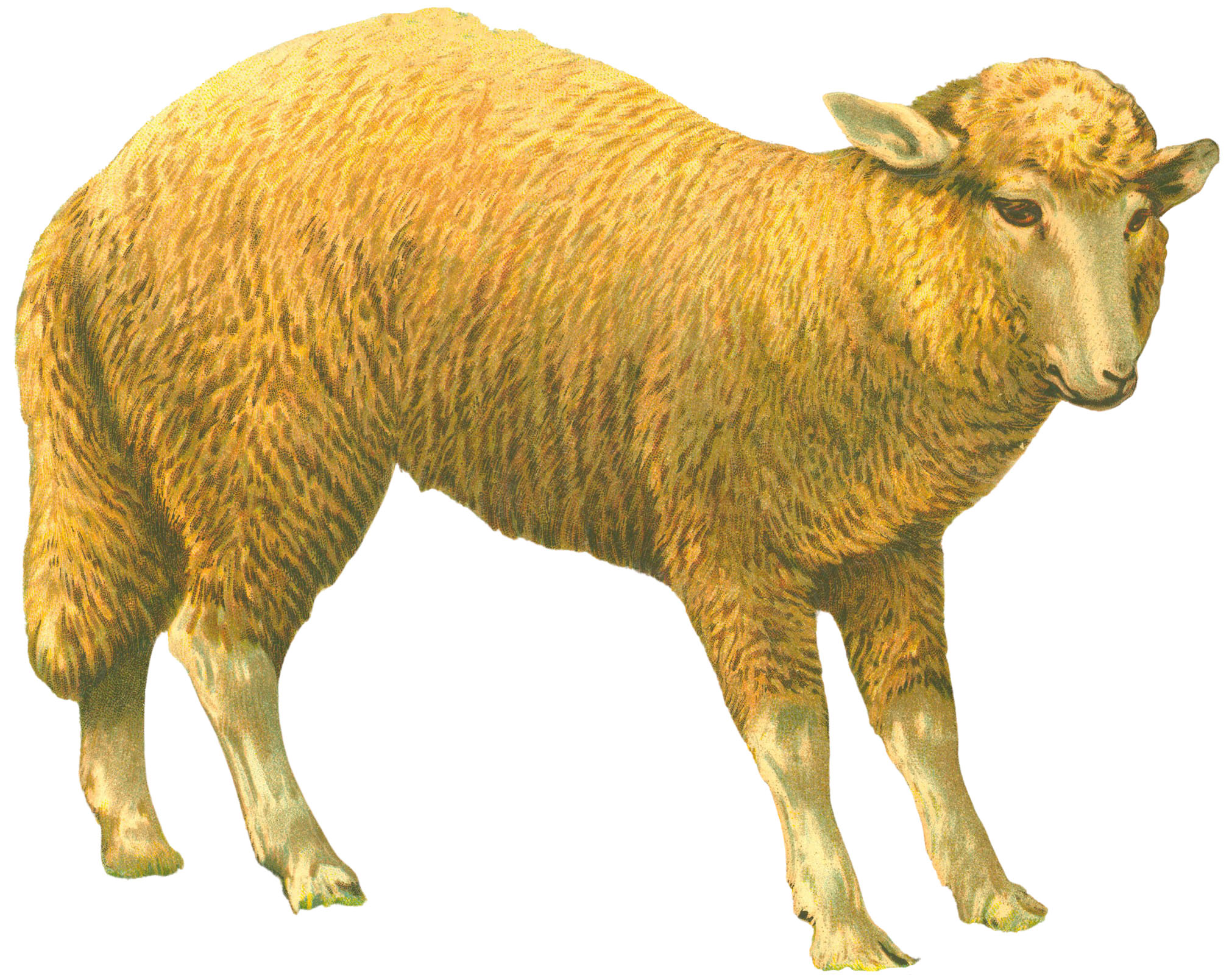 sheep profile clip art