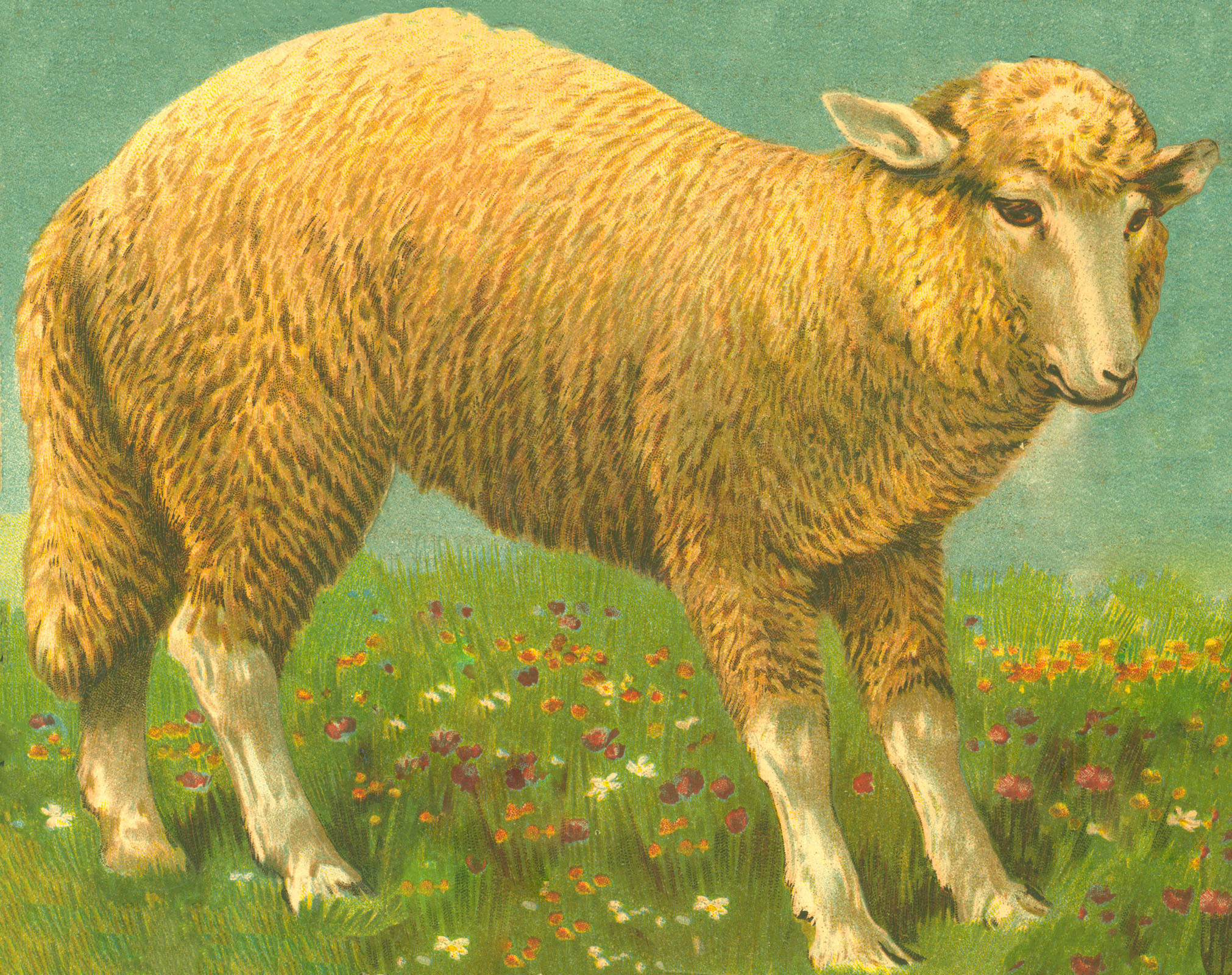 Sheep Illustration in Meadow