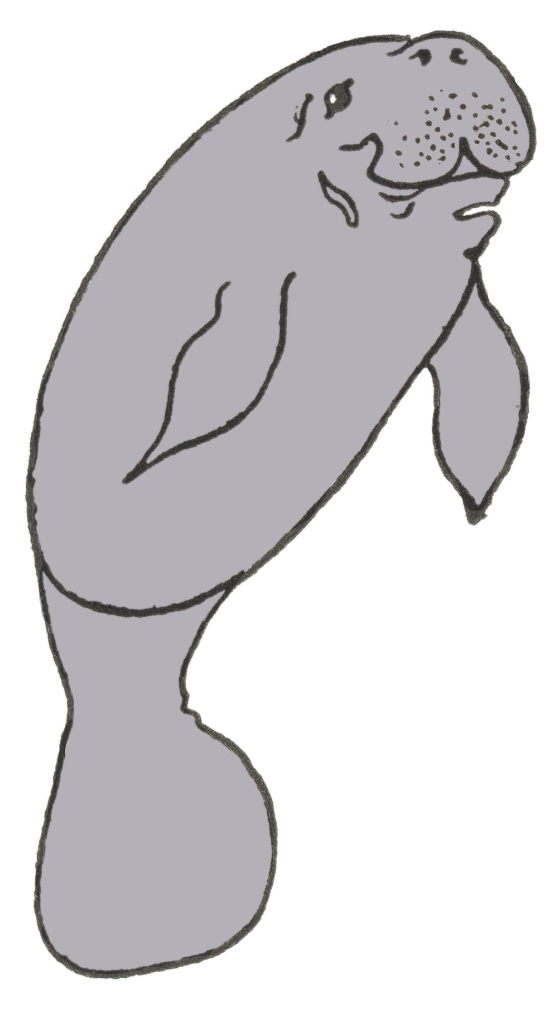 cute manatee drawing