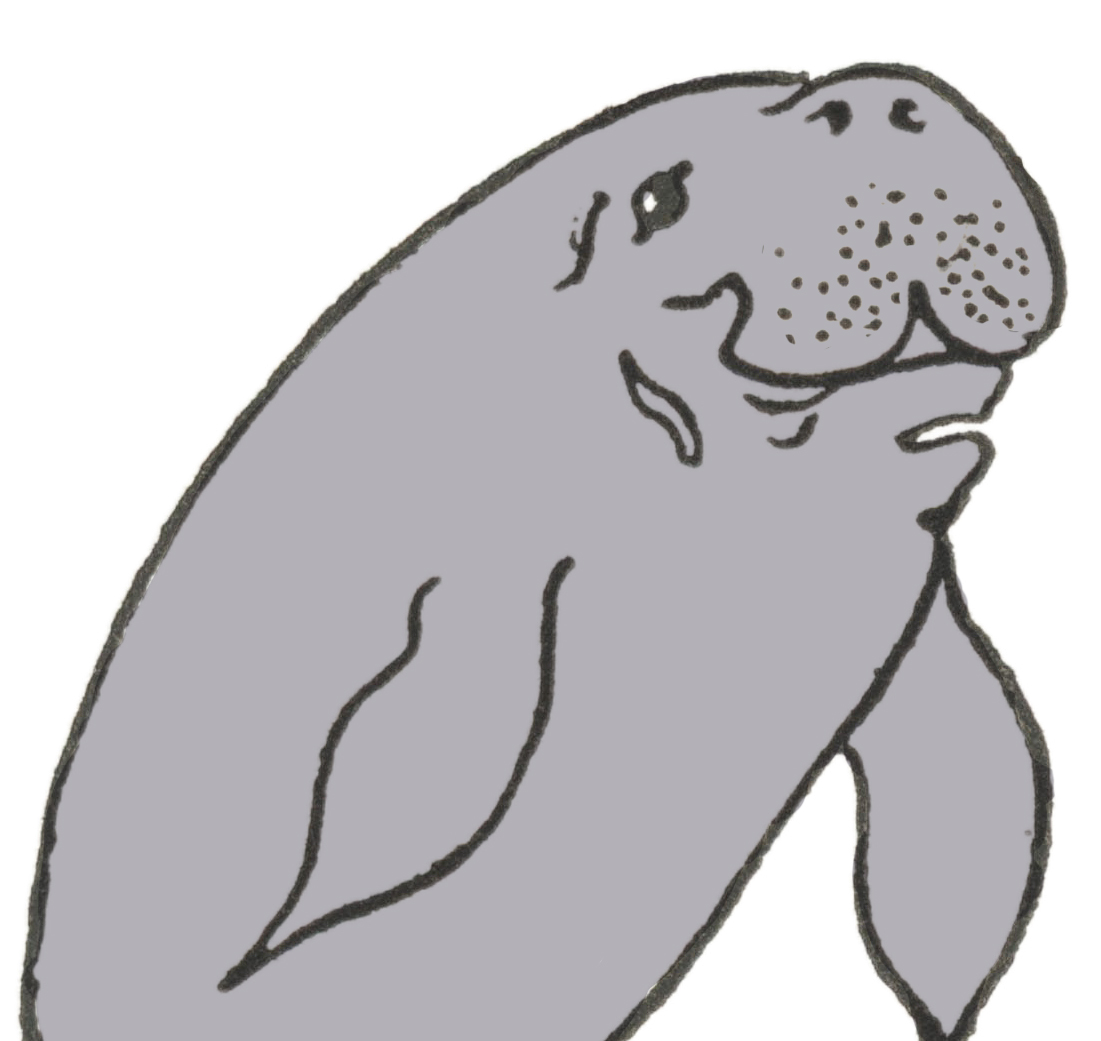 Draw Manatee (Easy Step by Step!) The Graphics Fairy