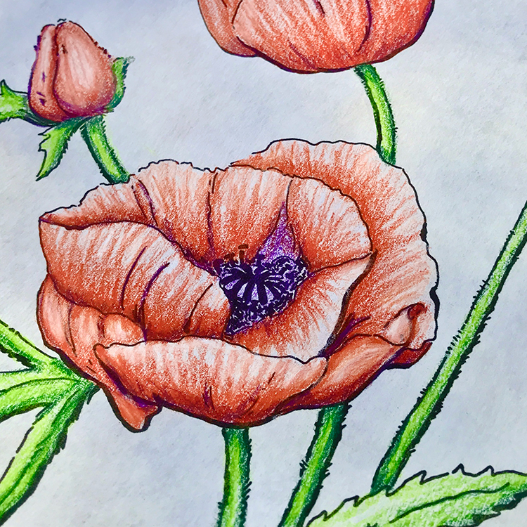 https://thegraphicsfairy.com/wp-content/uploads/2022/04/Poppy-close.jpg