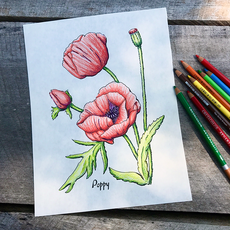 Poppy with Colored Pencils