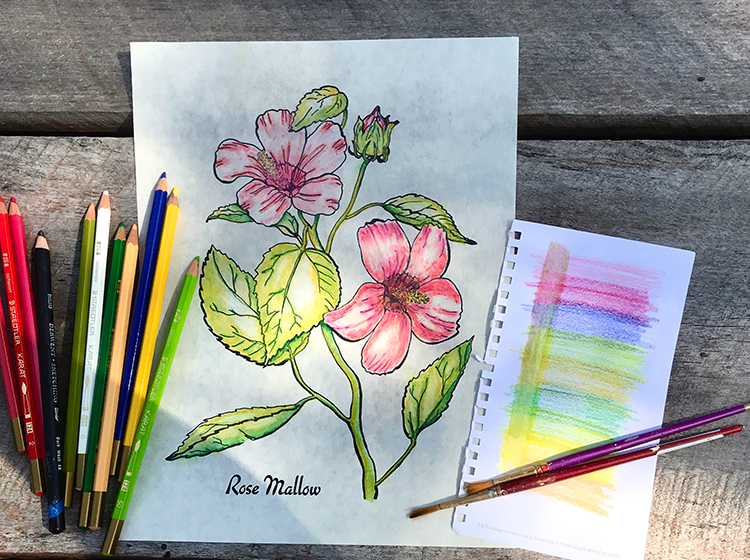 Rose Mallow Flower with Color Chart and Pencils
