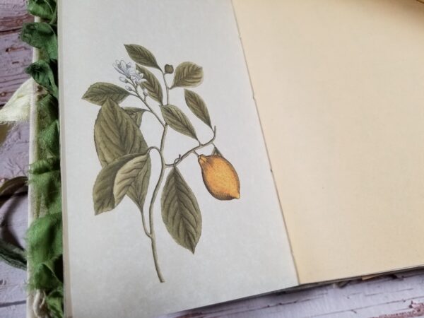 Junk journal spread with lemon plant image