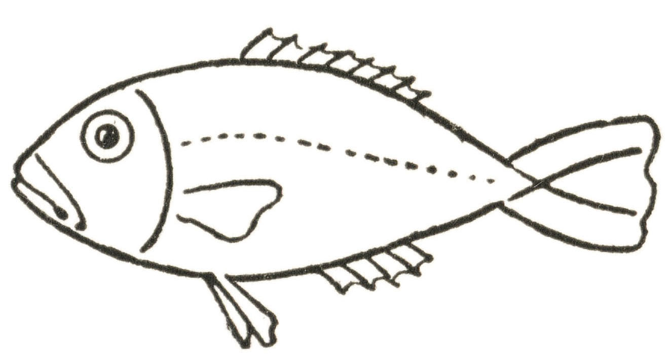 Fish Drawing Easy Lesson