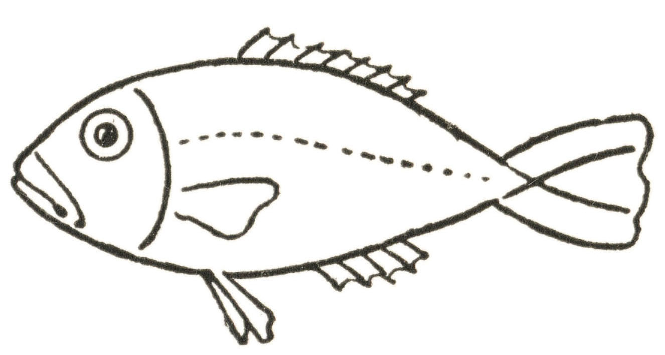 How to Draw a Fish // Easy Fish Drawing Tutorial // One Line