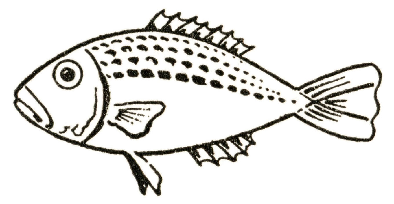 How to Draw a Fish Easy (6 Ways!) - The Graphics Fairy