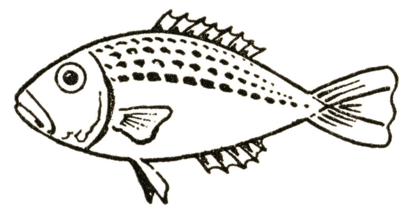 How to Draw a Fish