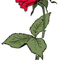 Red Rose Drawing
