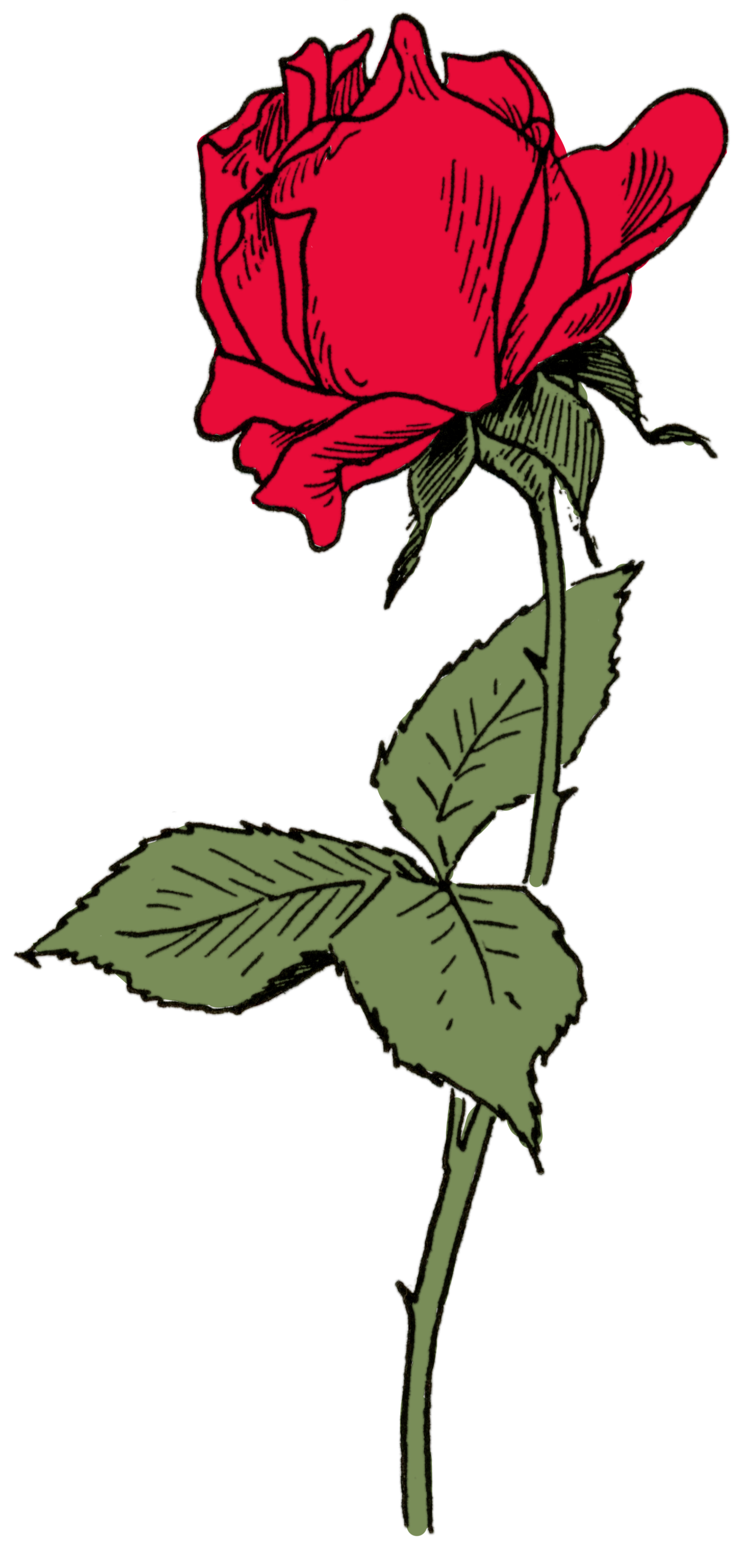 Red Rose Drawing - The Graphics Fairy