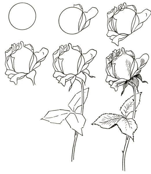 Red Rose Drawing - The Graphics Fairy