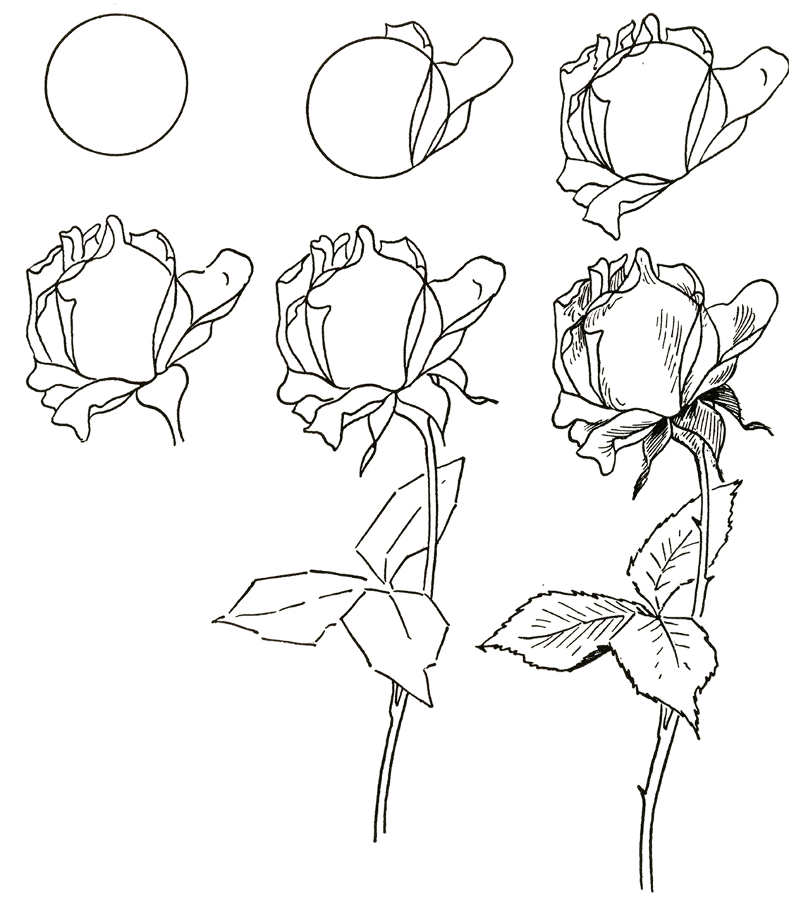 How to Draw a Rose Step by Step (Easy) - Crafty Morning