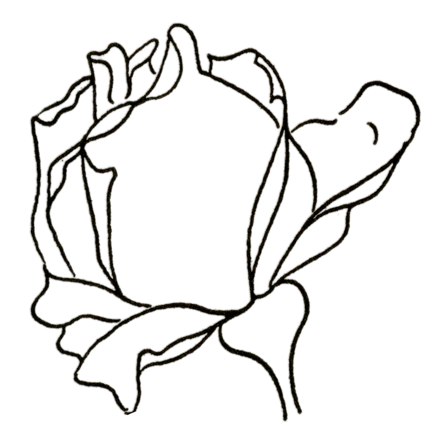 How to draw a rose flower | Rose drawing | Rose flower sketch | Rose outline  | Rose sketch - YouTube