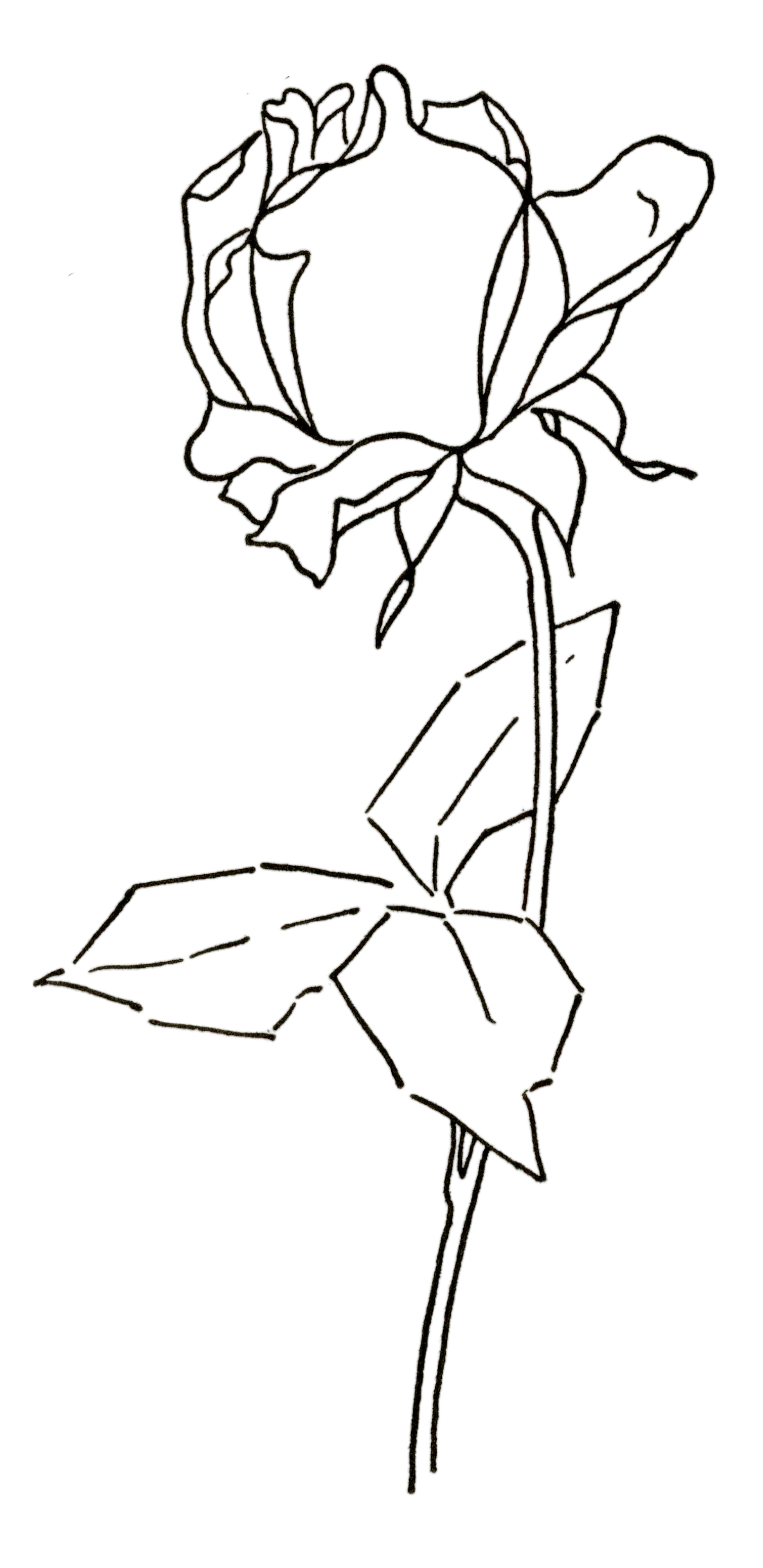 Rose, Drawing Line art Coloring book, rose outline, white, pencil png |  PNGEgg