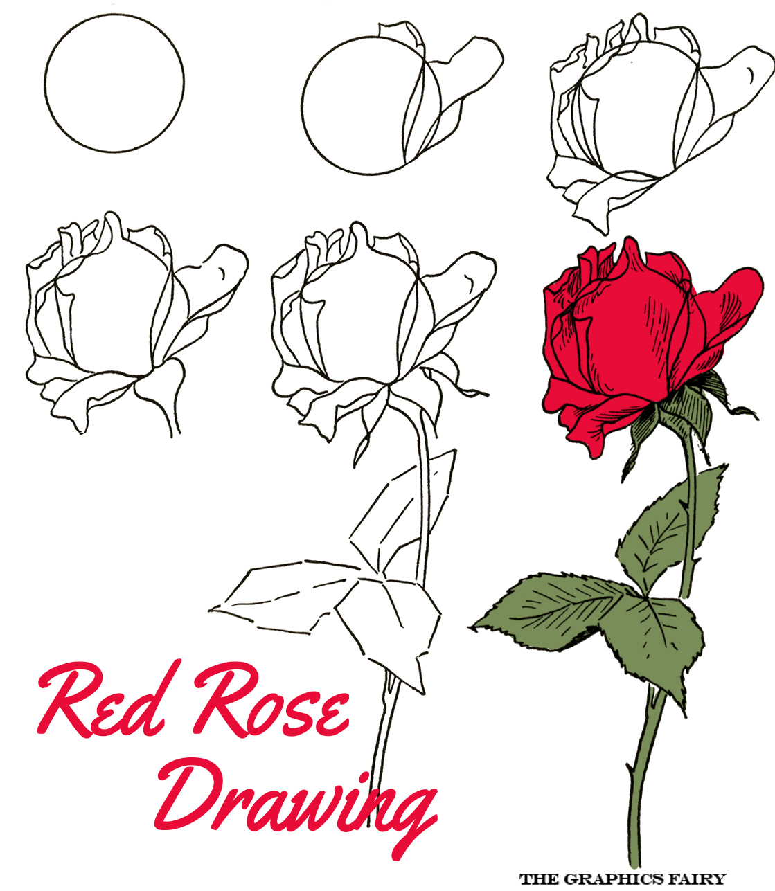 Red Rose Drawing - The Graphics Fairy