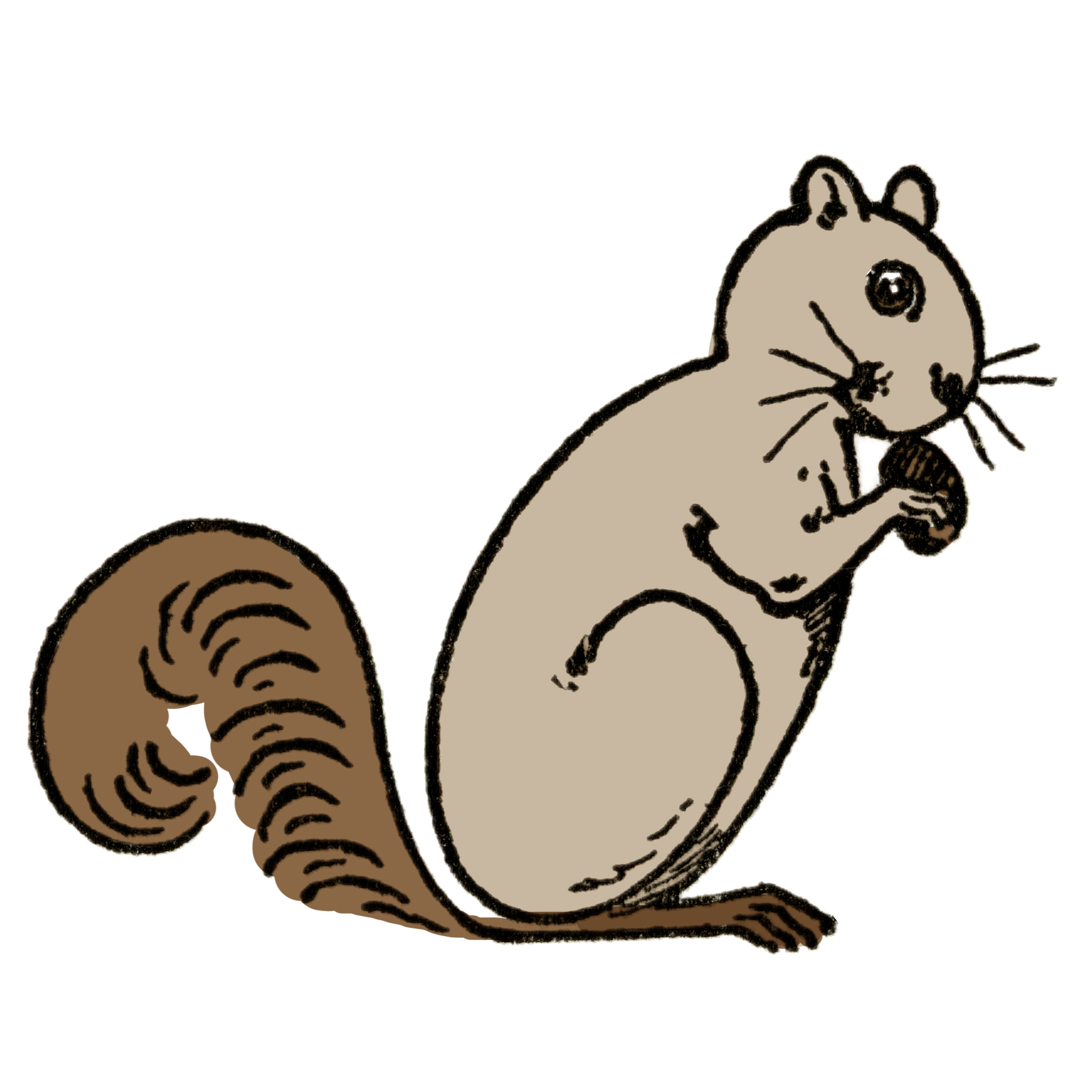 https://thegraphicsfairy.com/wp-content/uploads/2022/05/Squirrel-Drawing-Color-2-GraphicsFairy.jpg