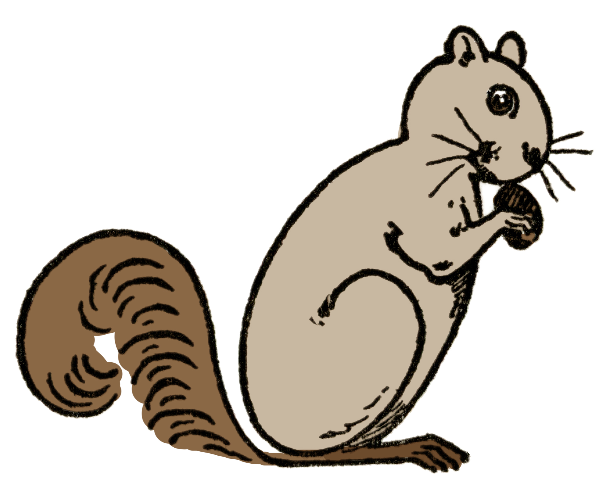 squirrel clip art