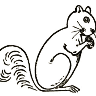 Draw a Squirrel