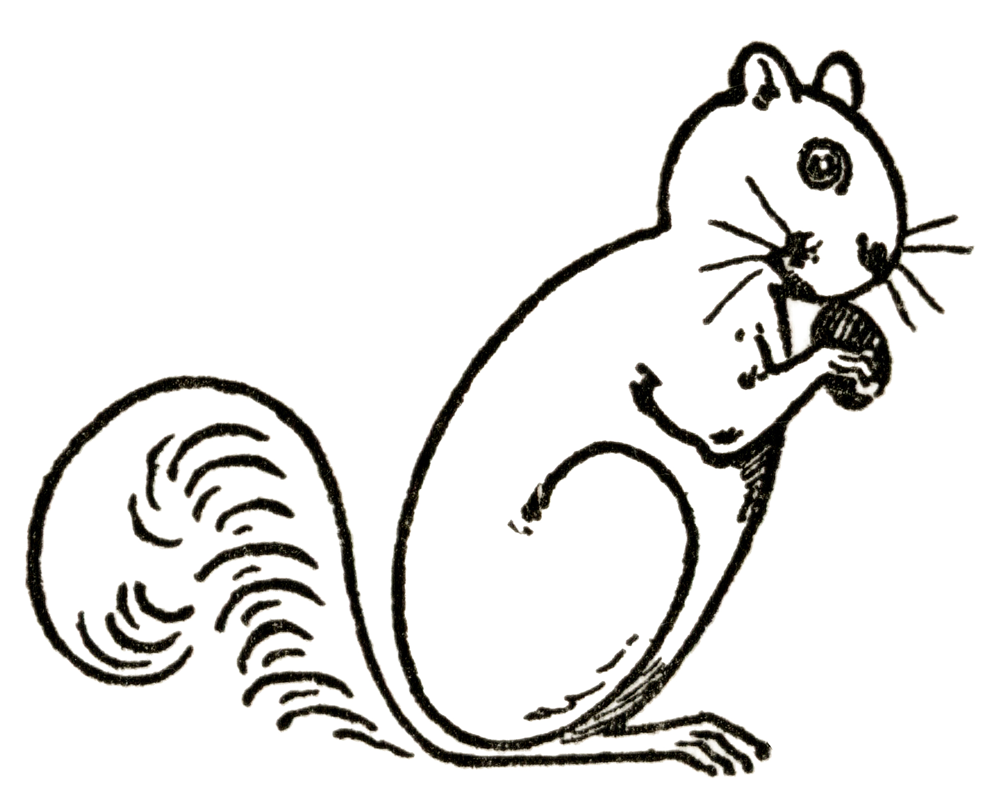 Draw a Squirrel