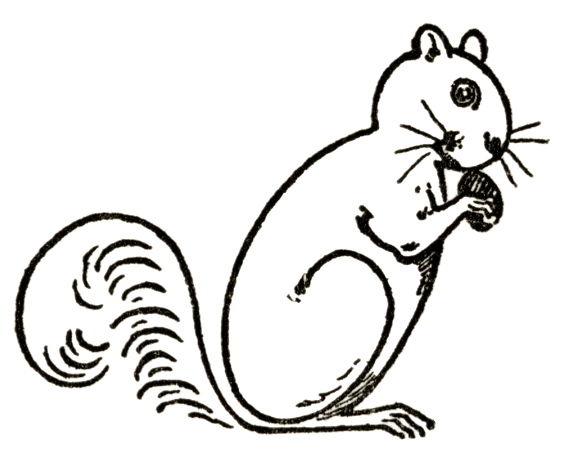 Squirrel Drawing Step6 GraphicsFairy