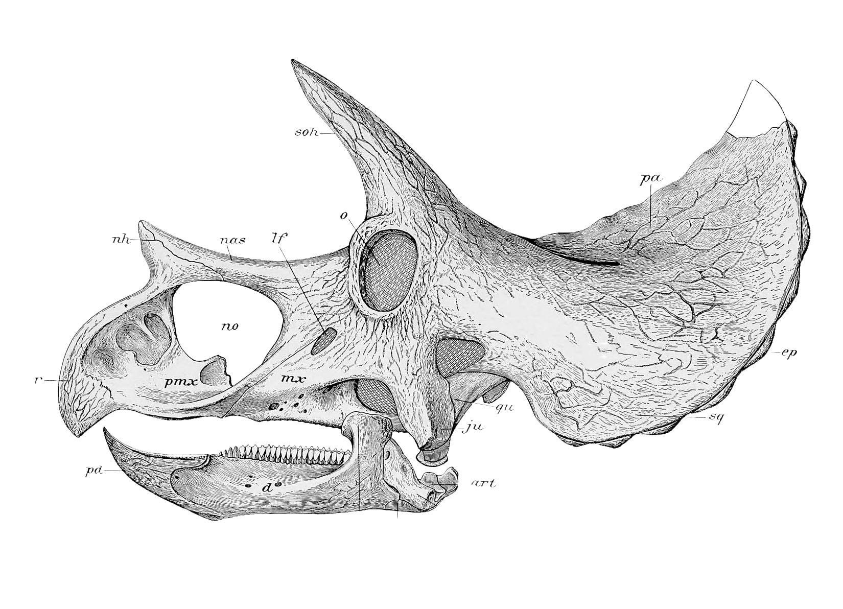 triceratops skull clip art