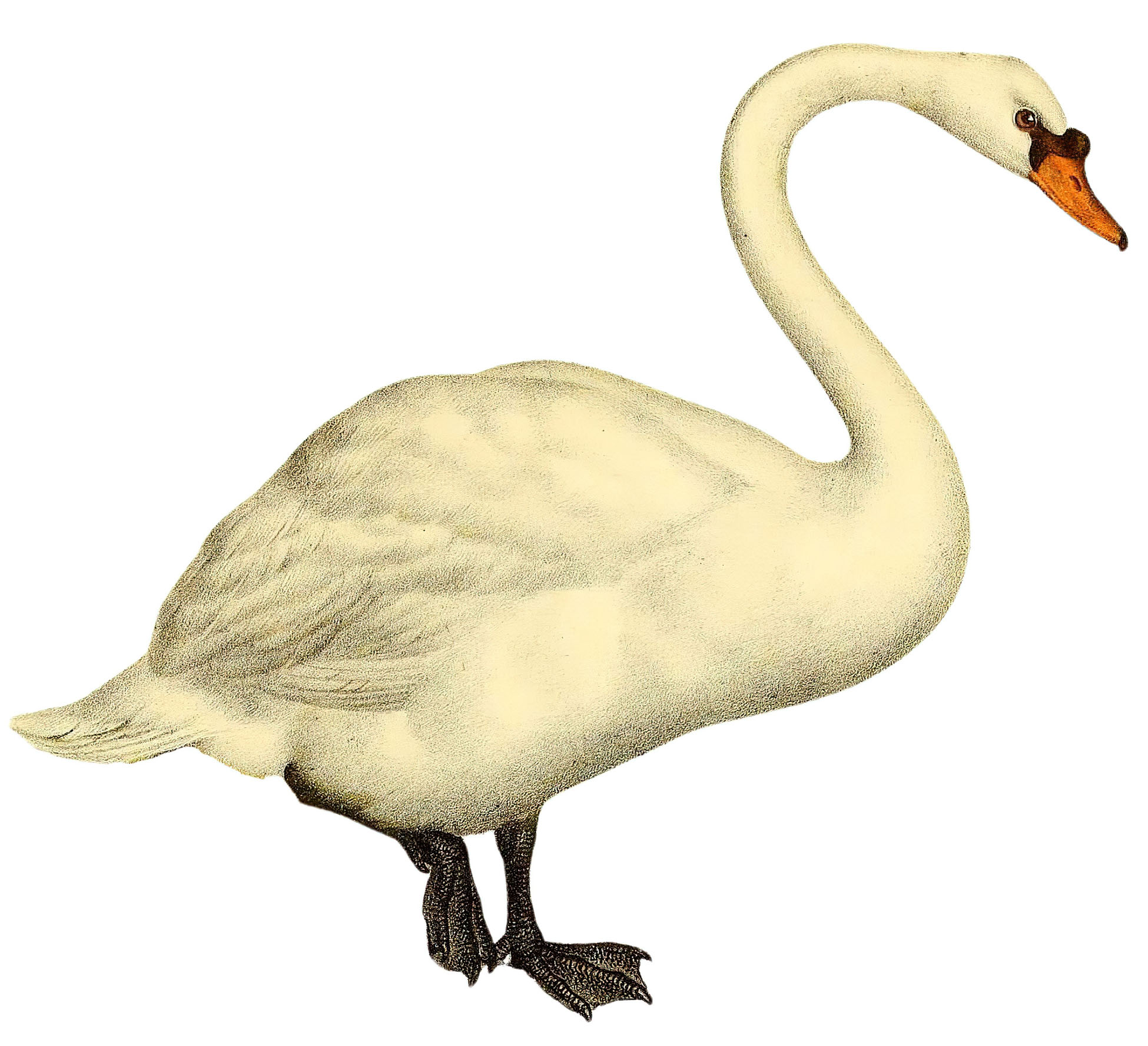 Swan