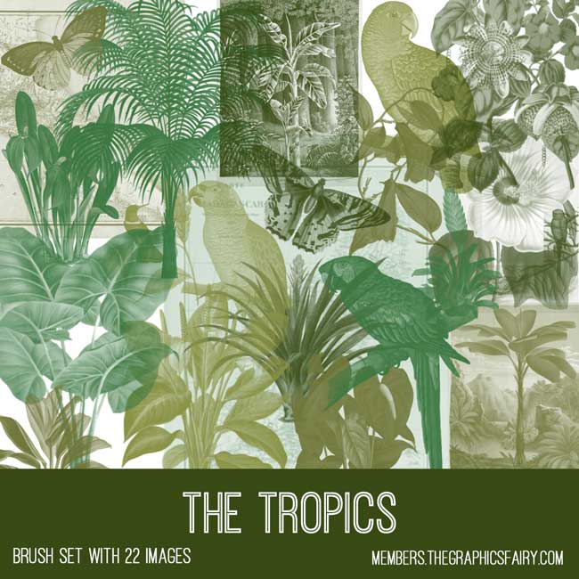 vintage The Tropics ephemera brush set