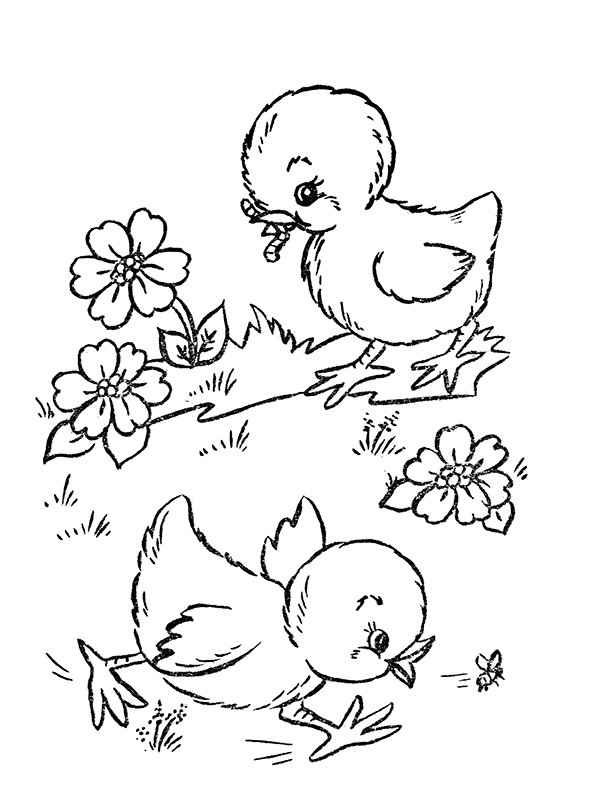 Baby Chicks Color Sheet
