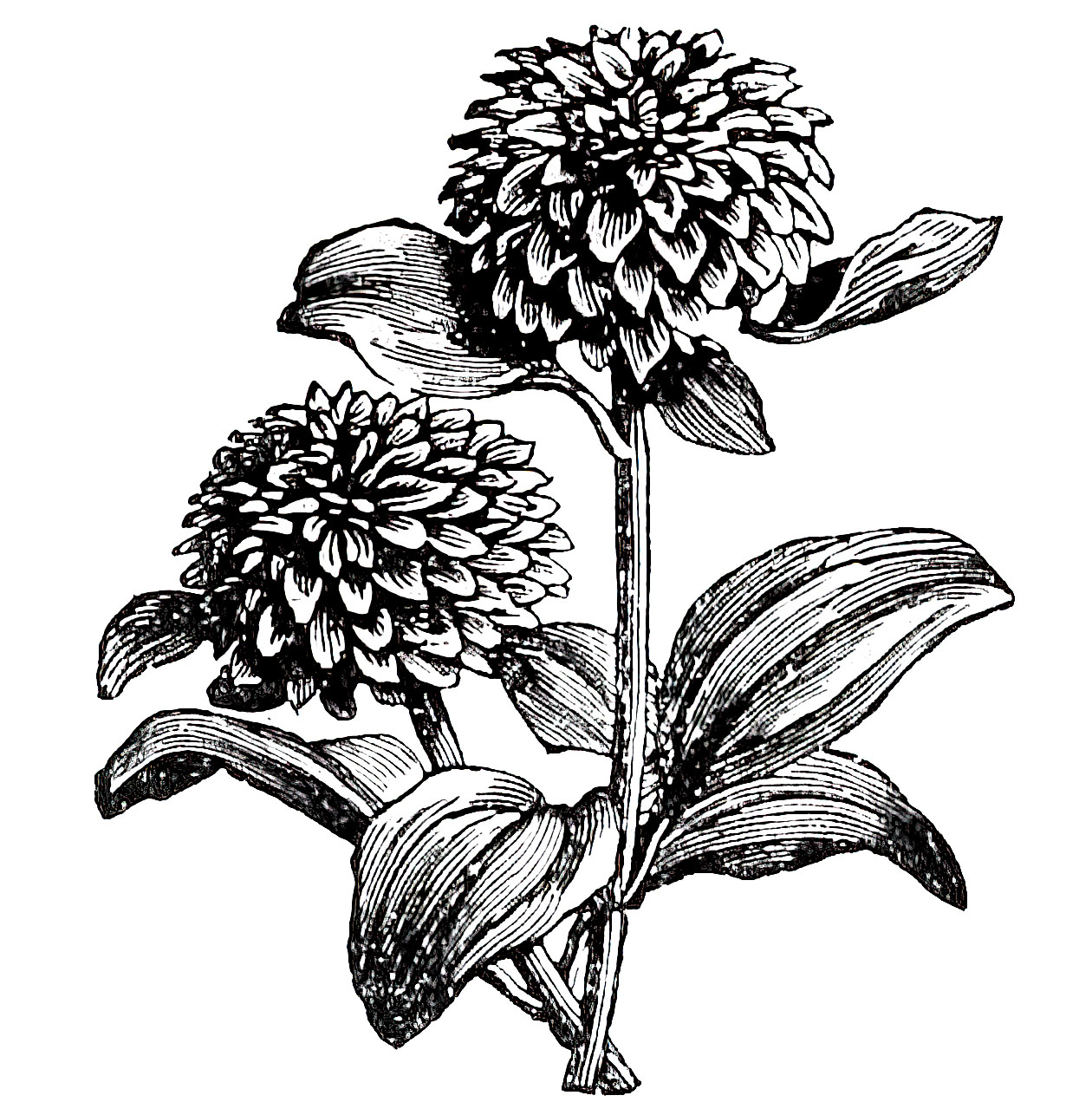 marigold clipart