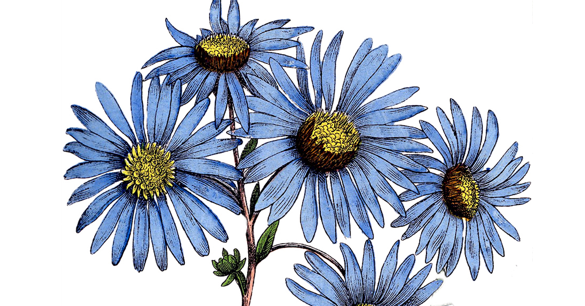 How to Draw Blue flower in Watercolor and Pencils / Drawing Blue Flowers -  YouTube