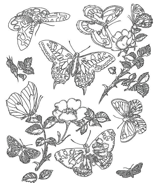 5 butterfly coloring pages for adults the graphics fairy