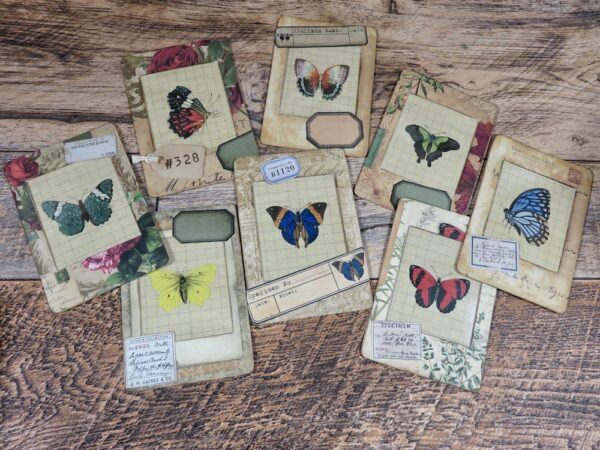 Butterfly specimen slides